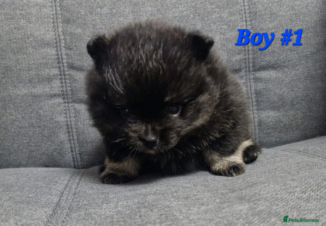 Pomeranian dogs for sale: Beautiful pomeranian puppies for sale 🥰 - Image 2