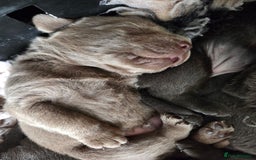 Labrador Retriever dogs for sale: 🩶 beautiful silver/Charcoal KC reg puppies 🩶 - Image 25