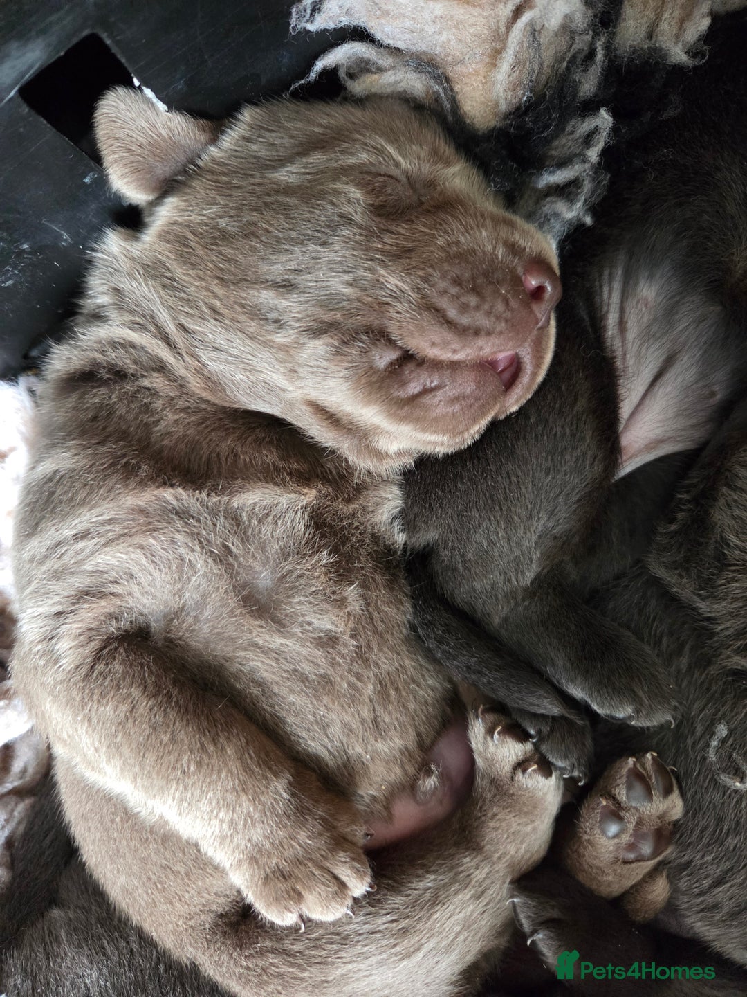 Labrador Retriever dogs for sale: 🩶 beautiful silver/Charcoal KC reg puppies 🩶 - Image 25