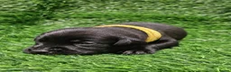 Labrador Retriever dogs for sale: Lovely Labrador puppy’s  in Taunton - Advert 17