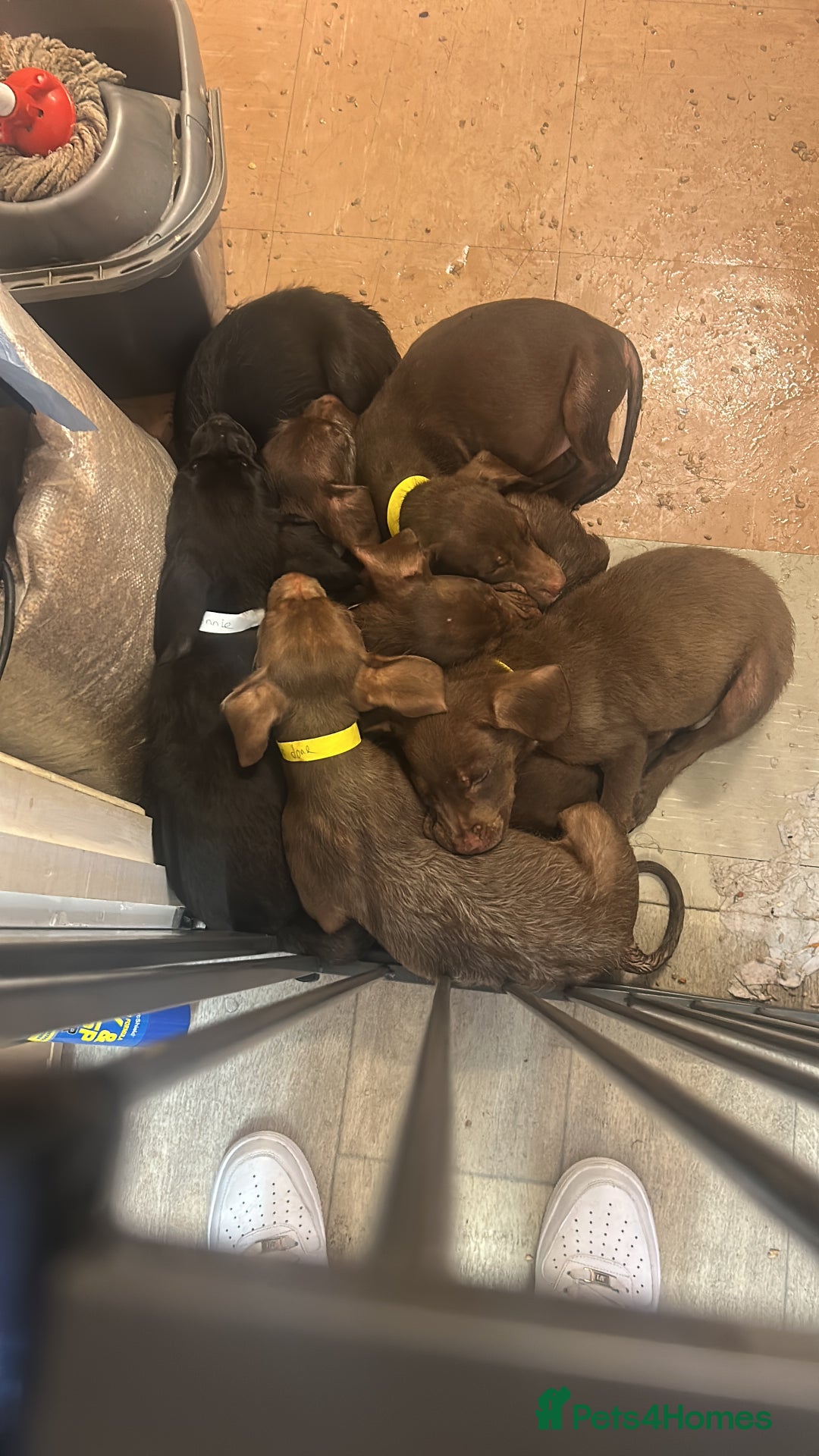 Mixed Breed dogs for sale: American pocket bully x labradoodle  - Image 2
