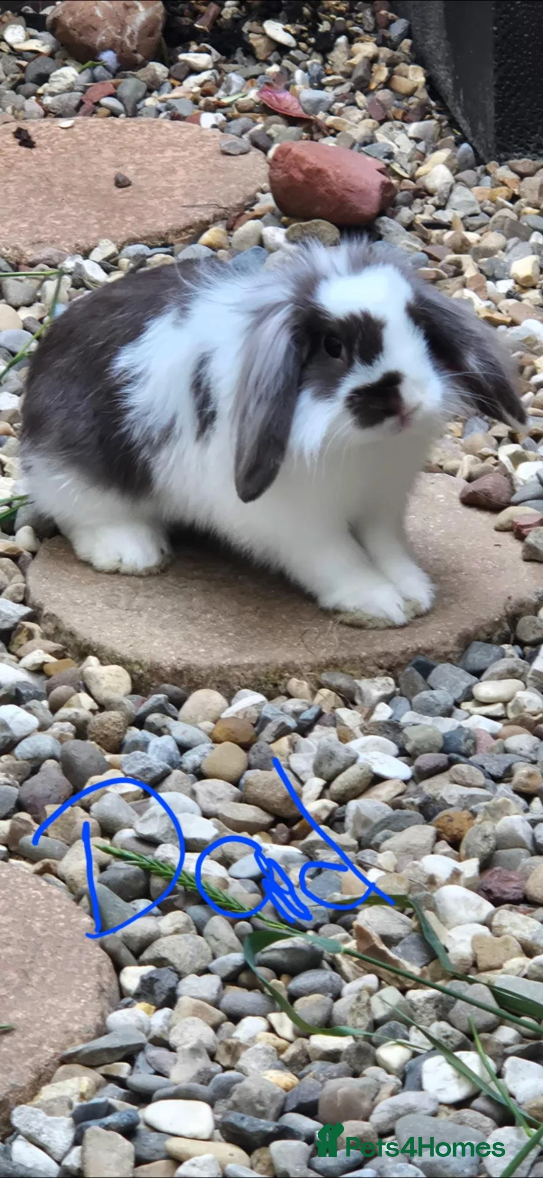 Mixed Breed rabbits for sale: 5 bunny's left  in Scarborough - Advert 9