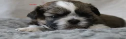 Shih Tzu dogs for sale: KC reg CUTE SHIH TZU BOY PUPPIES - Advert 6