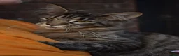 Maine Coon cats for sale: Gorgeous Champion Bloodline Maine Coon Kittens - Advert 23