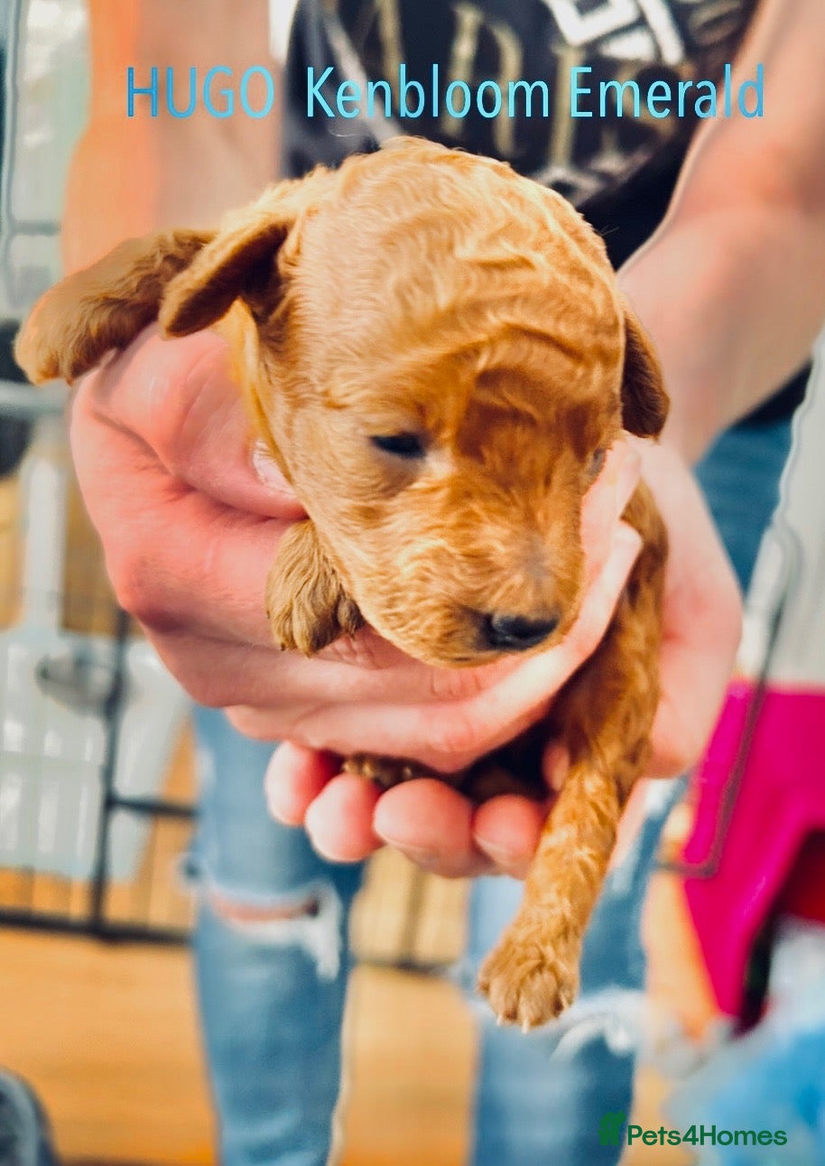 Toy Poodle dogs KC registered,Toy poodle ,for stud only 🐾HUGO🐾  - Advert 8