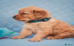 Golden Retriever dogs for sale: Golden Retriever Puppies KC Dad  - Image 32