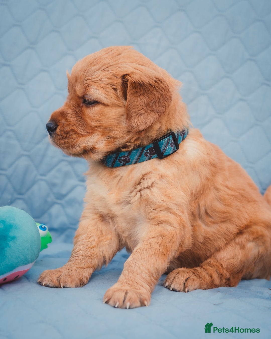 Golden Retriever dogs for sale: Golden Retriever Puppies KC Dad  - Image 32