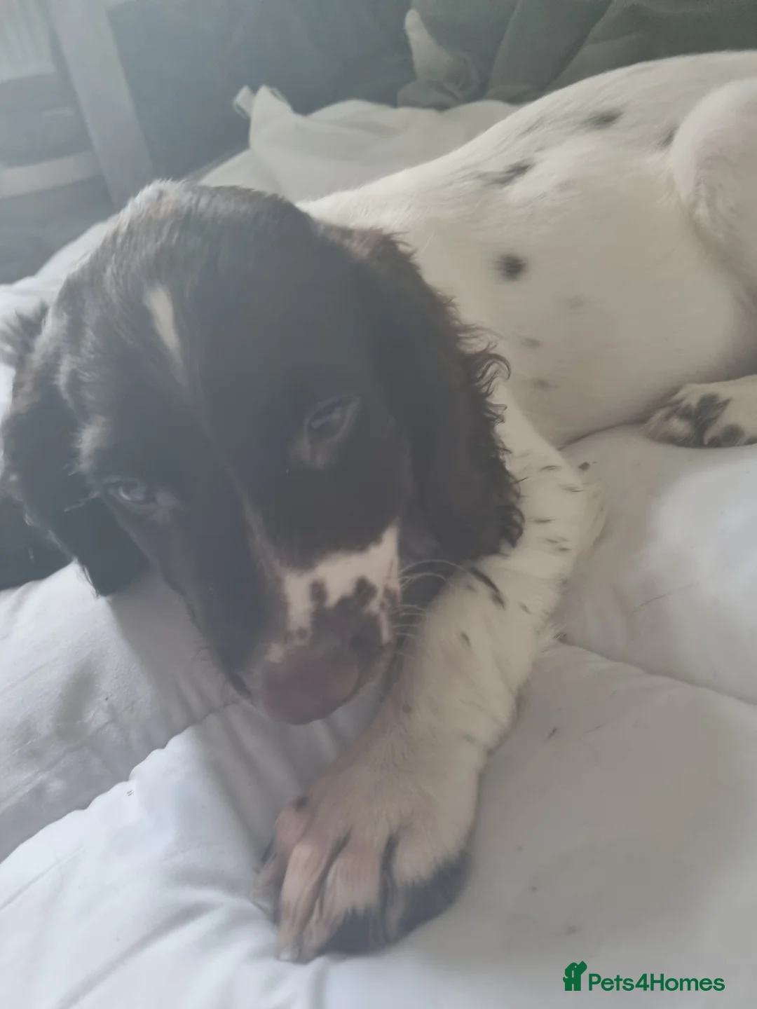 English Springer Spaniel dogs for sale: Springer cross  in Middlesbrough - Advert 4
