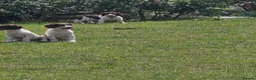 English Springer Spaniel dogs for sale: Springer spaniel pups for sale in Melton Mowbray - Advert 4