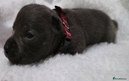 Staffordshire Bull Terrier dogs for sale:  Blue Staffy puppies for sale KC REGISTERED  - Image 21
