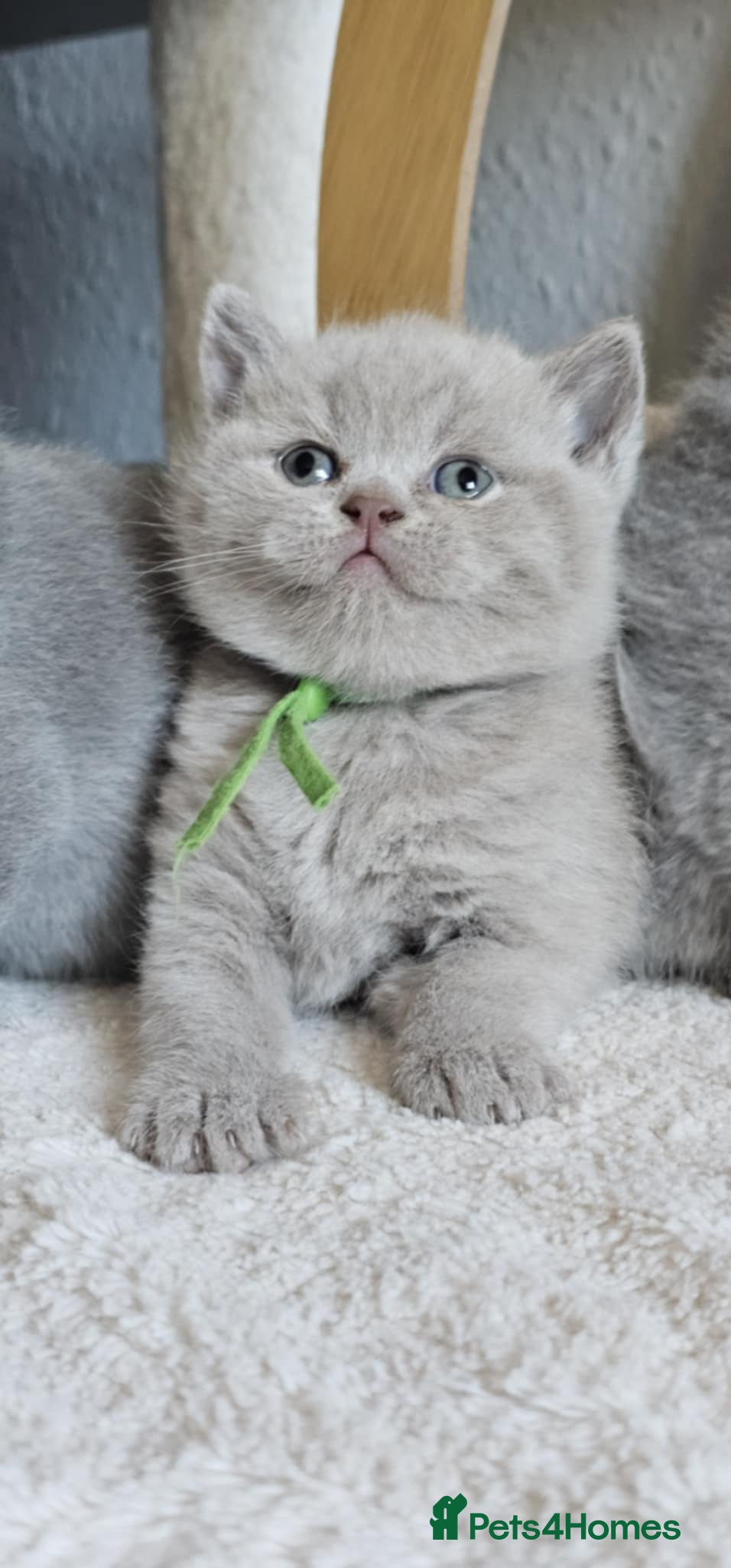 British Shorthair cats High-Quality British Shorthair Kittens GCCF🐾 - Advert 5