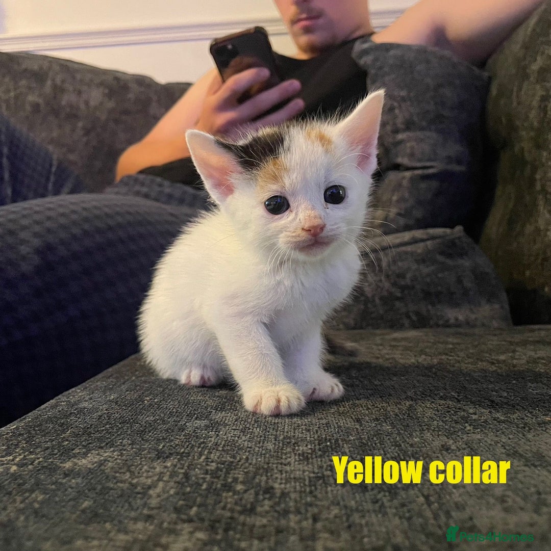 Mixed Breed cats for sale: Calico Kittens  - Image 4