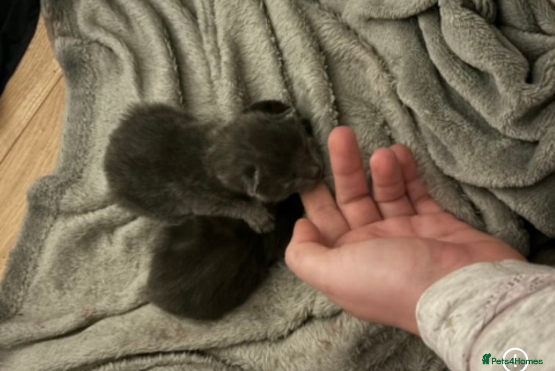 British Shorthair cats for sale: Beautiful black and grey kittens available  - Advert 3