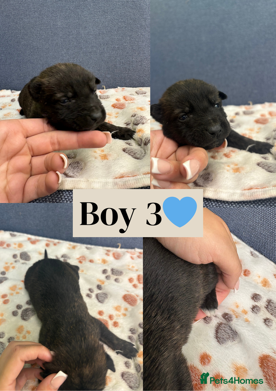 Belgian Shepherd Dog dogs for sale: 🐾Belgian Malinois Puppies Looking for Homes🐾 - Advert 10