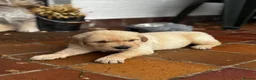 Golden Retriever dogs for sale: 🐾 Beautiful Pedigree Golden Retriever Puppies  in Ballymena - Advert 22