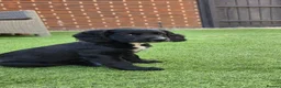Cockapoo dogs for sale: 2 Gorgeous Black Cockapoo Puppies - Family Raised - Advert 9