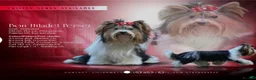 Mixed Breed dogs for sale: Pudge – Fluffy Biewer x Yorkie Boy – Ready Now! - Advert 8