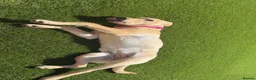 Labrador Retriever dogs for sale: 6 month old Labrador for sale  in Stockton-on-Tees - Advert 4