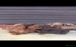 Miniature Dachshund dogs for sale: Long haired miniature Dashshund puppies  - Image 4