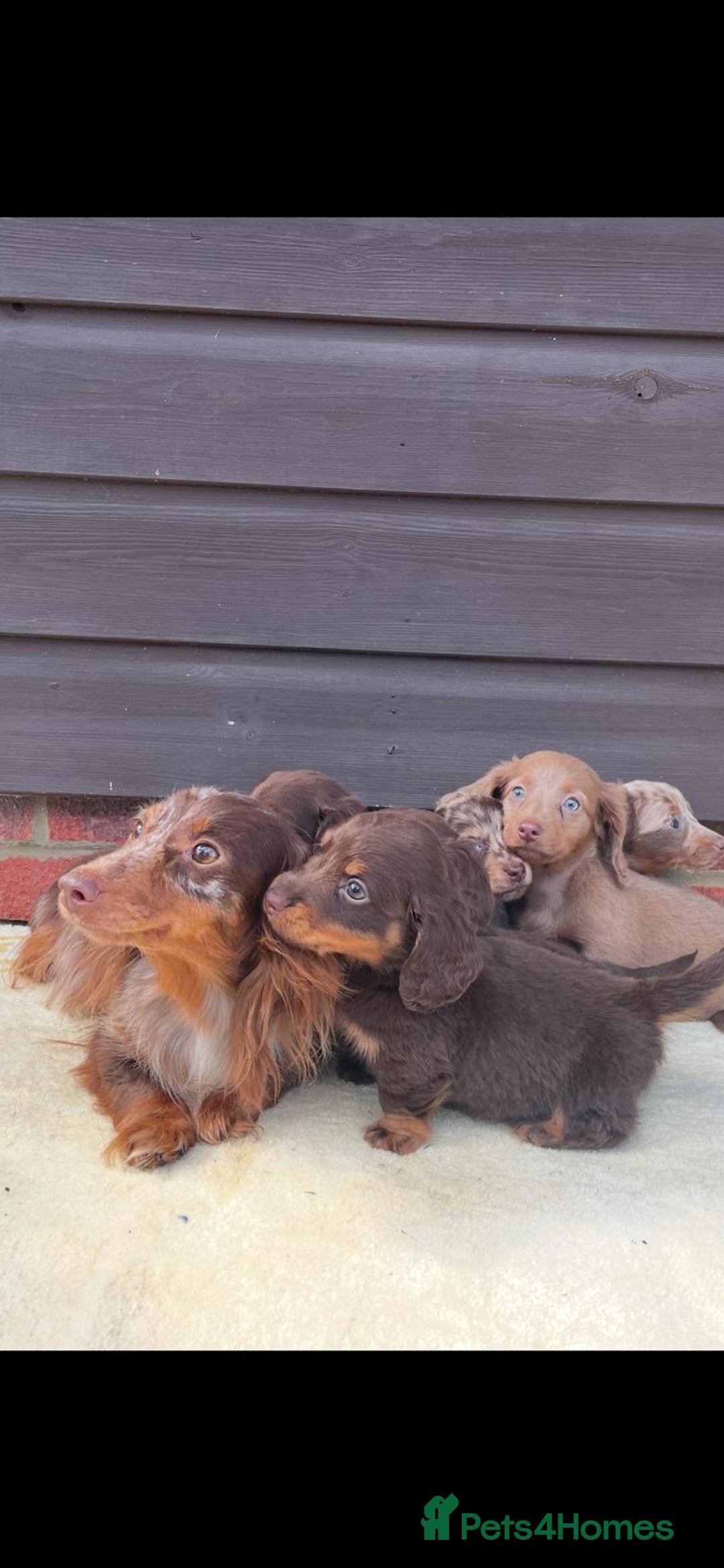 Miniature Dachshund dogs for sale: Long haired miniature Dashshund puppies  - Image 4