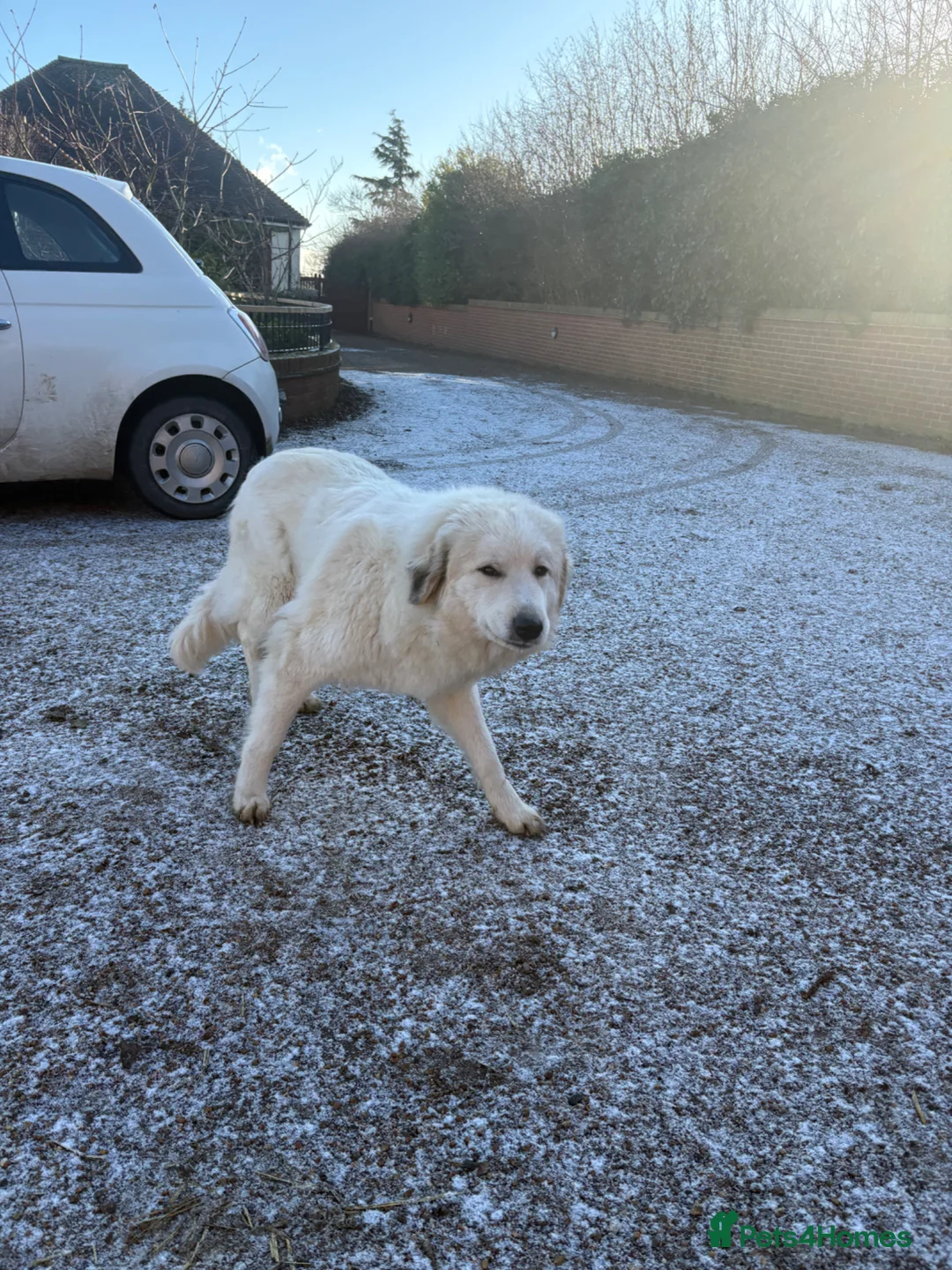 Pyrenean Mountain Dog dogs for sale: Pyrenees mountain dog girl  in Sittingbourne - Advert 2