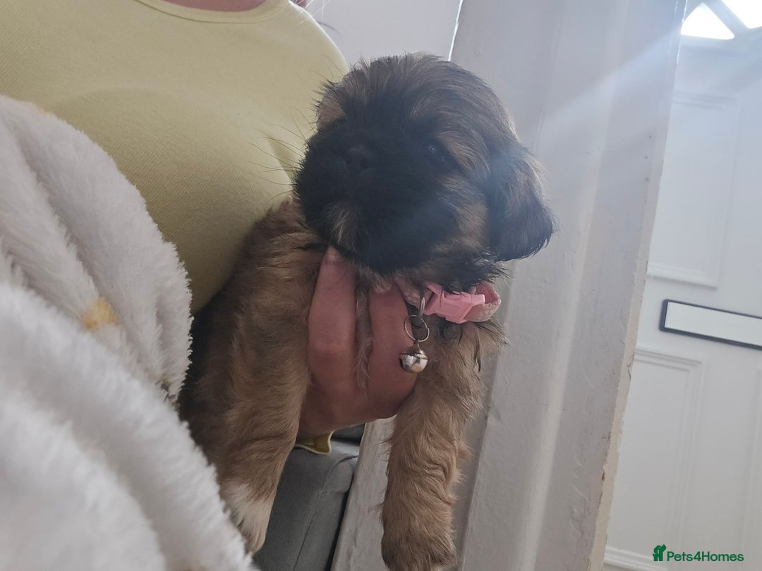 Shih Tzu dogs for sale: Shih tzu - Image 2
