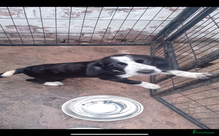 Mixed Breed dogs - Advert 2