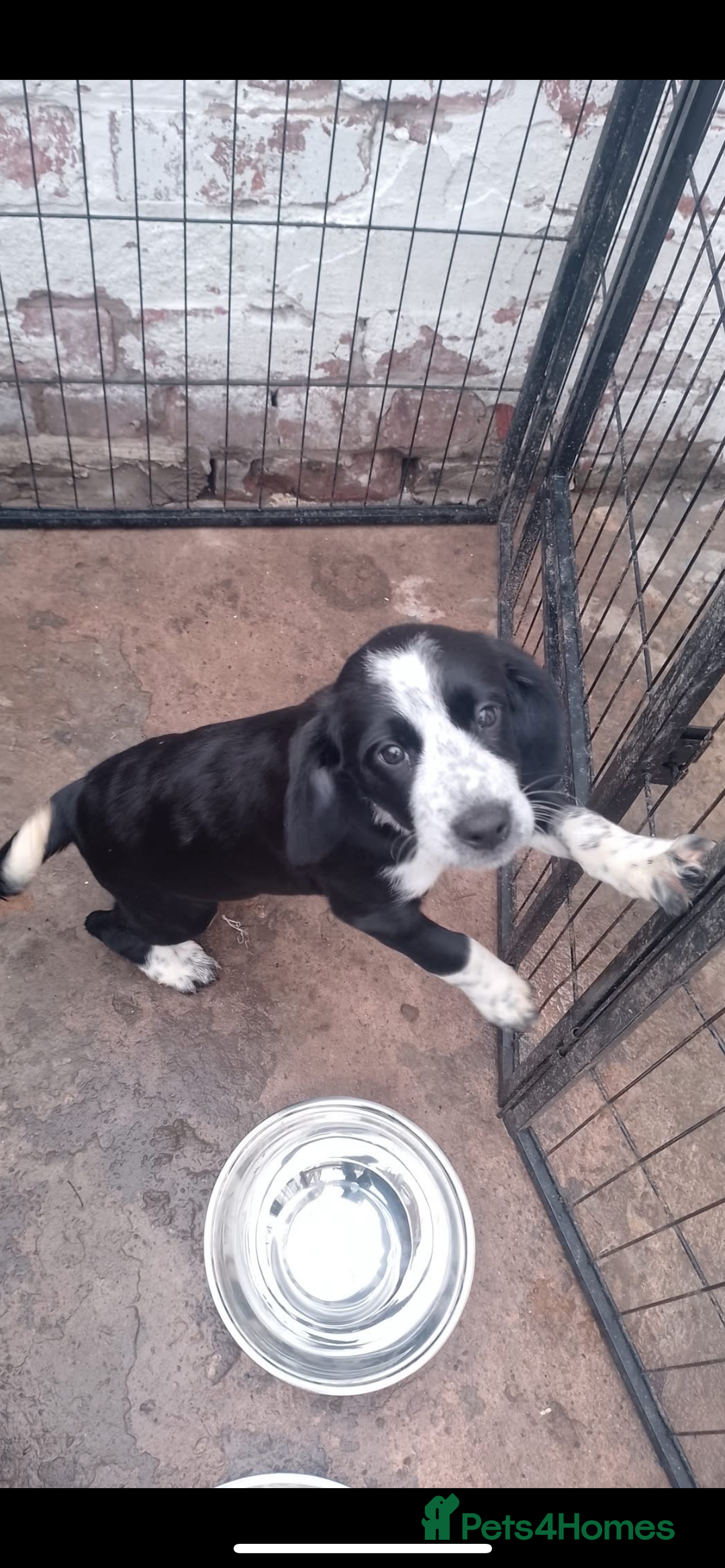 Mixed Breed dogs for sale: Last puppy from the litter!!  - Image 1
