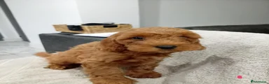 Cockapoo 8