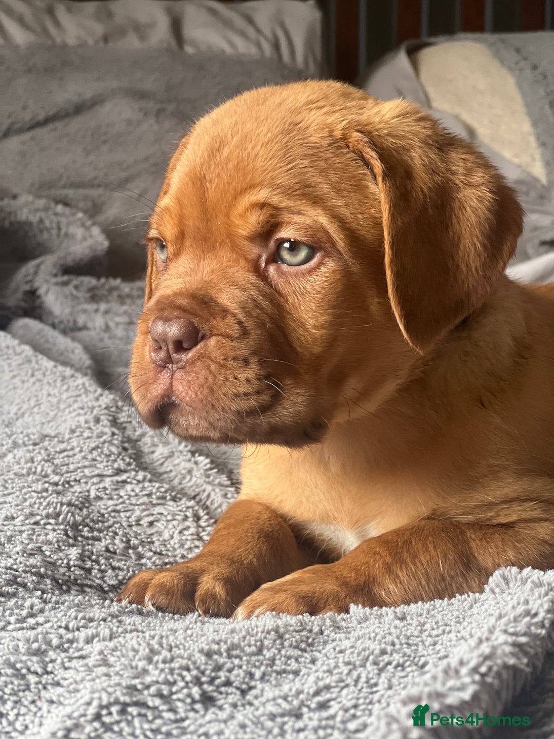 Dogue De Bordeaux dogs for sale: Kc registered Dogue de bordeaux puppies  - Image 37