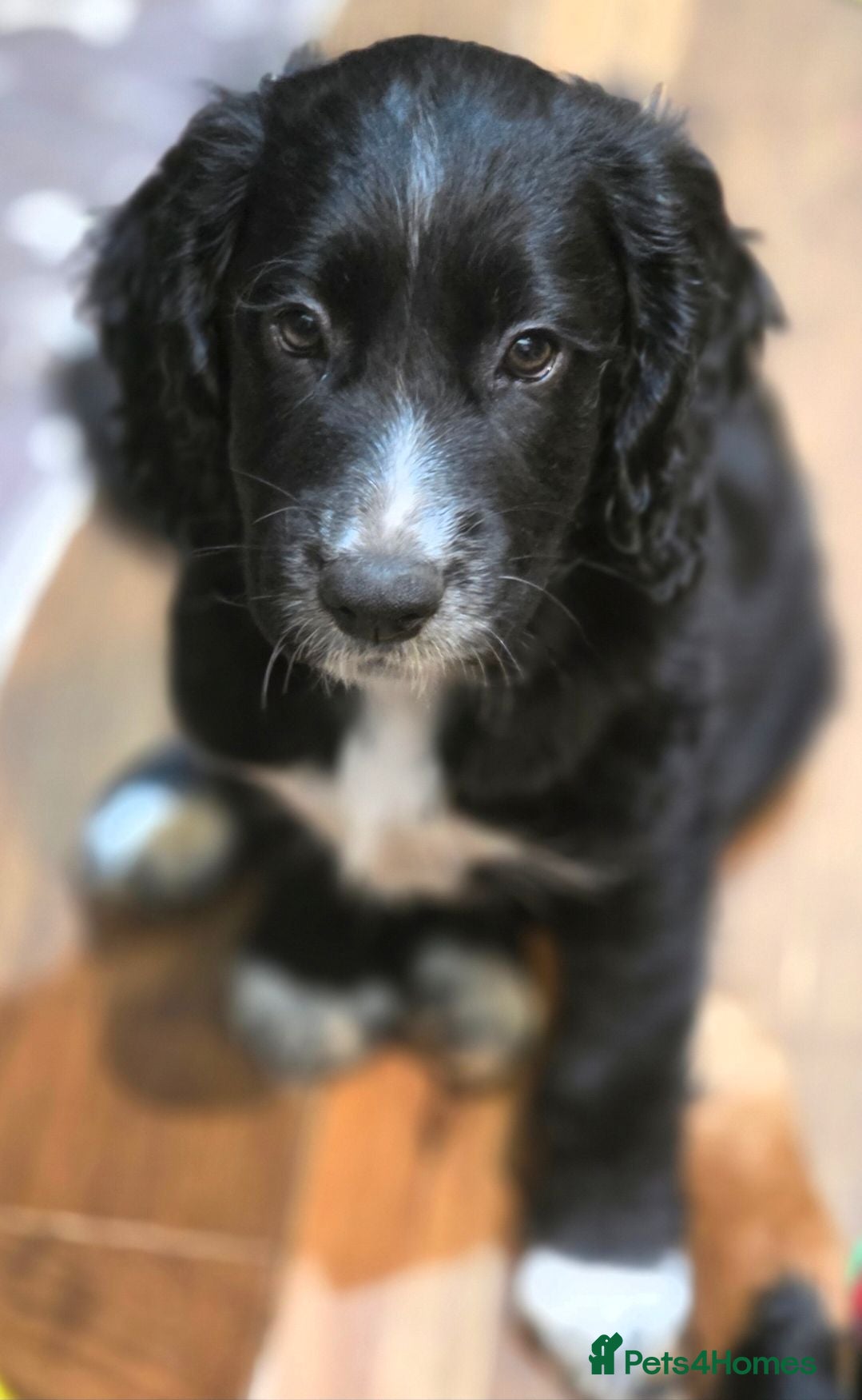Cocker Spaniel dogs Ready now last boy!! kc reg working cocker spaniel - Advert 2
