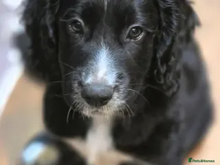 Cocker Spaniel dogs Ready now last boy!! kc reg working cocker spaniel - Advert 17