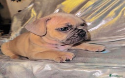 French Bulldog dogs for sale: French Bulldogs  - Image 4
