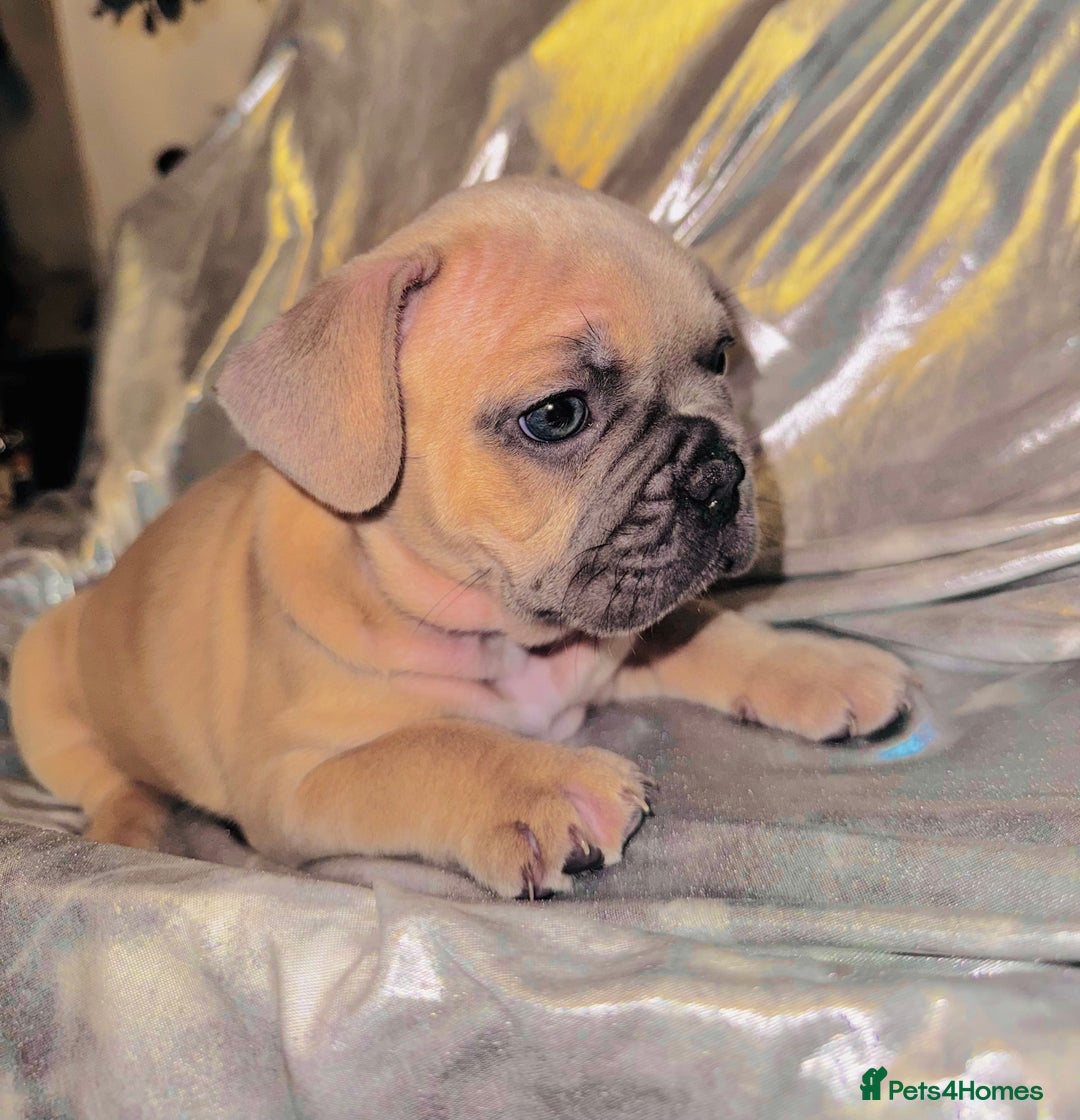 French Bulldog dogs for sale: French Bulldogs  - Image 4
