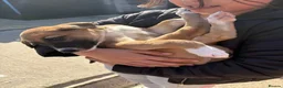 Mixed Breed dogs for sale: Lurcher Pups - Advert 13