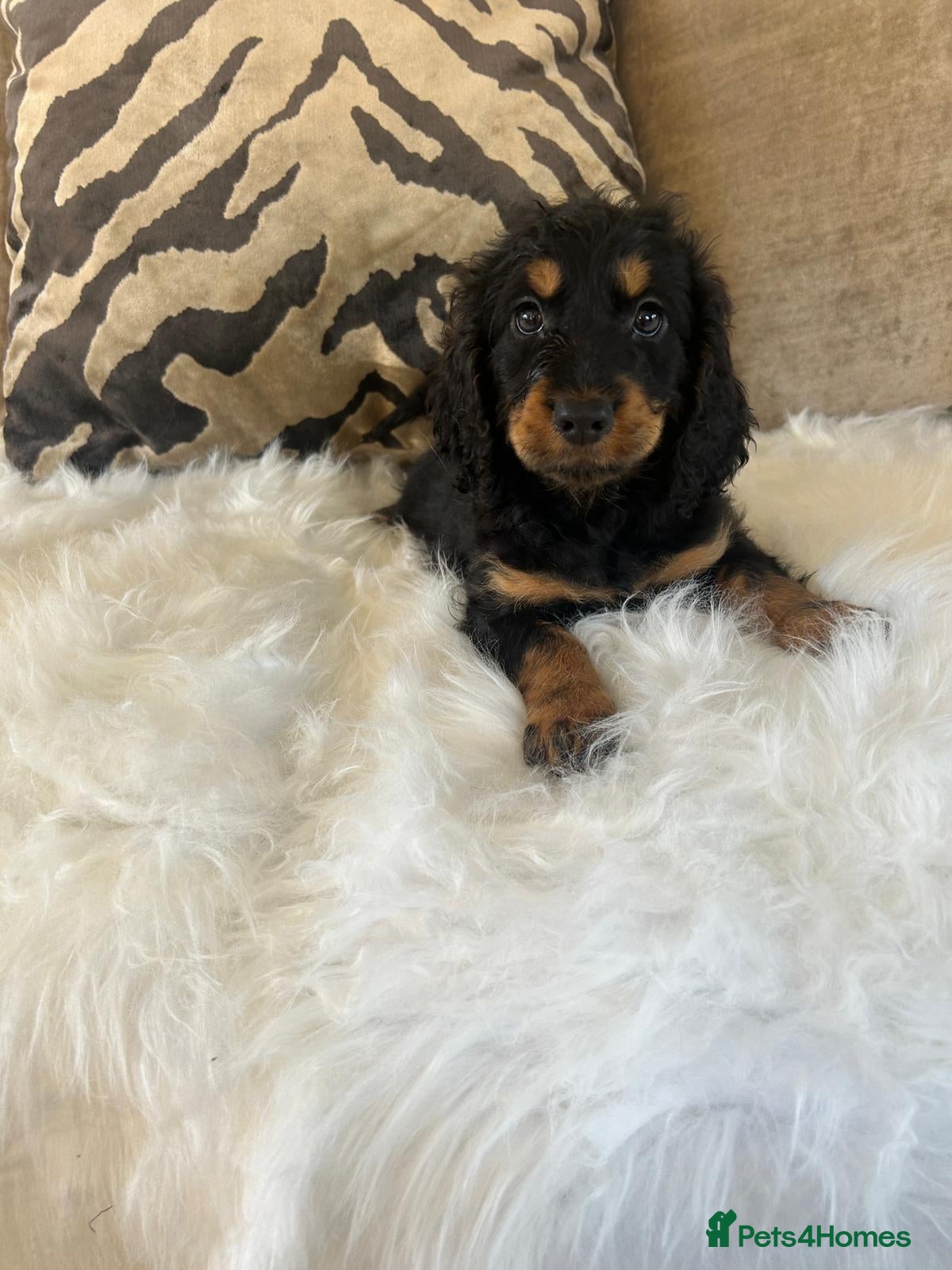 Cockapoo dogs F1 cockapoo puppies  - Advert 6