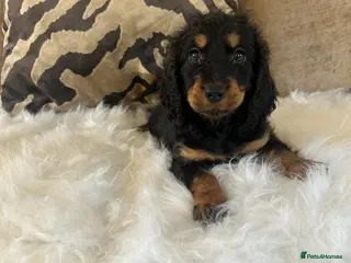 Cockapoo dogs F1 cockapoo puppies - Advert 6