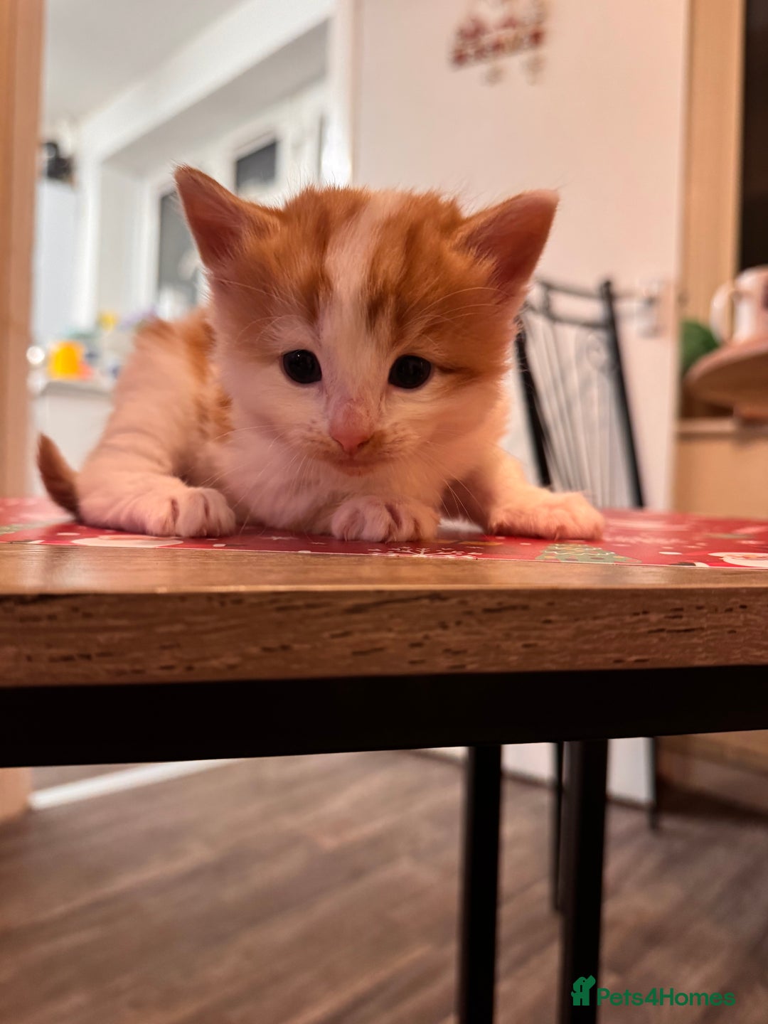 Domestic Shorthair cats for sale: 4 lovely little kittens  - Advert 15