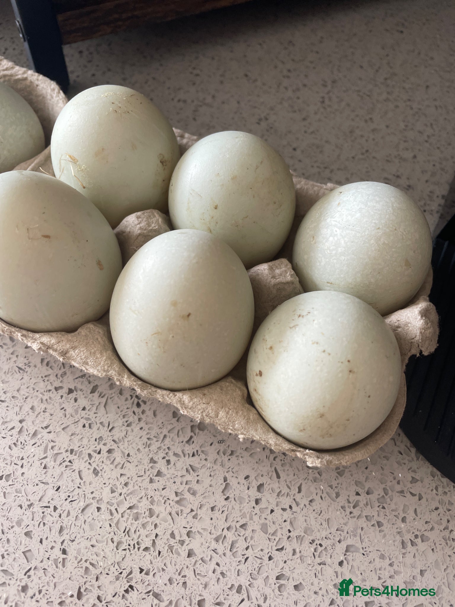 Ducks poultry Runner duck eggs  - Advert 1