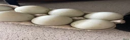 Ducks poultry for sale: Runner duck eggs  - Advert 1