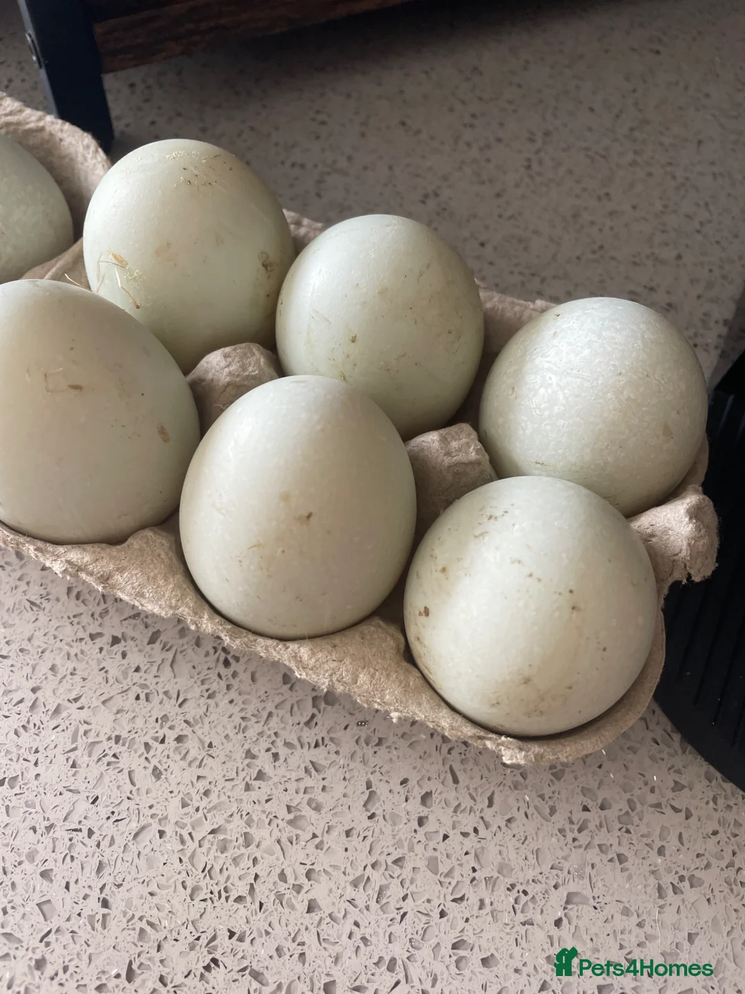 Ducks poultry for sale: Runner duck eggs  - Advert 1