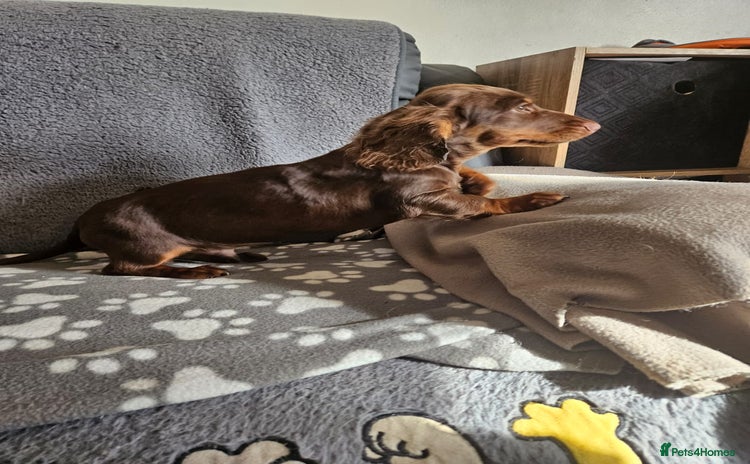 Dachshund dogs - Advert 1