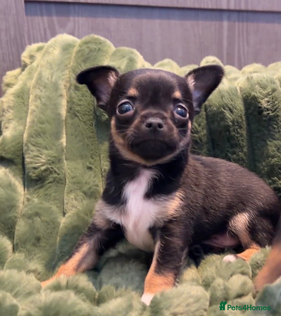 Chihuahua dogs Full chihuahua puppies  - Advert 1
