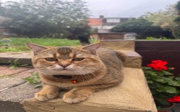 Scottish Fold cats for sale: Cookie Looking for a Loving Home - Image 6