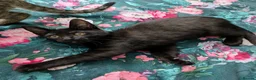 Bengal cats for sale: Super child friendly Bengal kittens boy and girl - Advert 11
