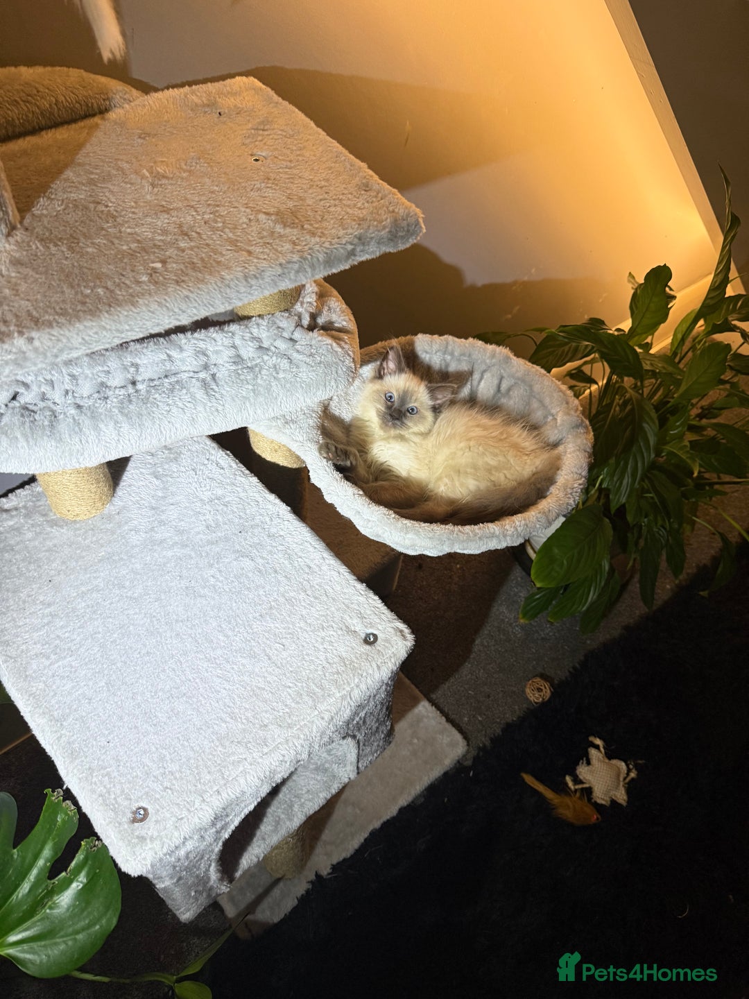 Ragdoll cats for sale: Ragdoll kittens  - Image 10