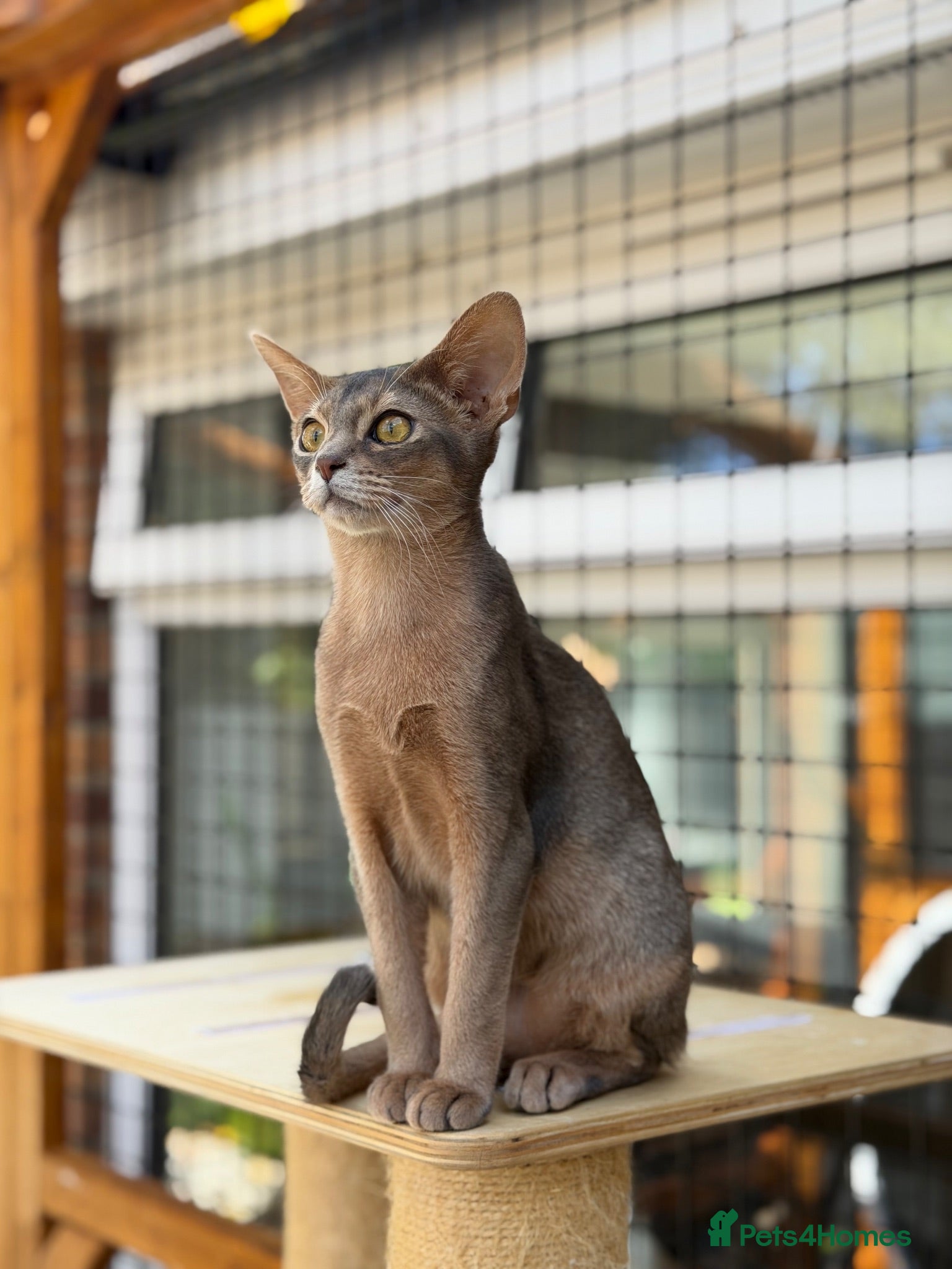 Abyssinian cats Last lovely boy😻 - Advert 4
