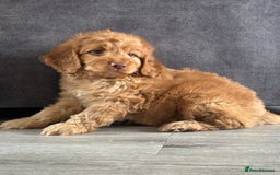 Cockapoo dogs for sale: Cockapoo puppies ready now  - Image 4