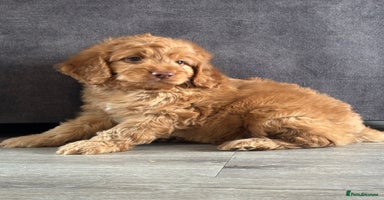 Cockapoo dogs - Advert 16
