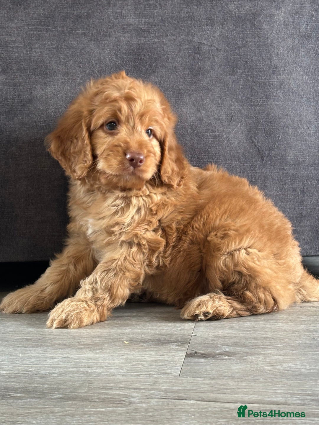 Cockapoo dogs for sale: Cockapoo puppies ready now  - Image 4